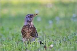 <p>DROZD KVÍČALA (Turdus pilaris) /Fieldfare - Wacholderdrossel/</p>